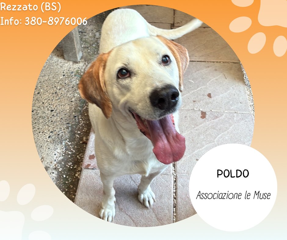poldo
